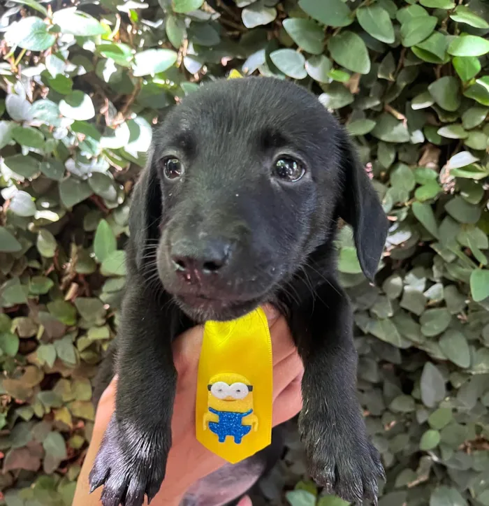 Cachorro ra a SRD-ViraLata idade 2 a 6 meses nome Miguel 