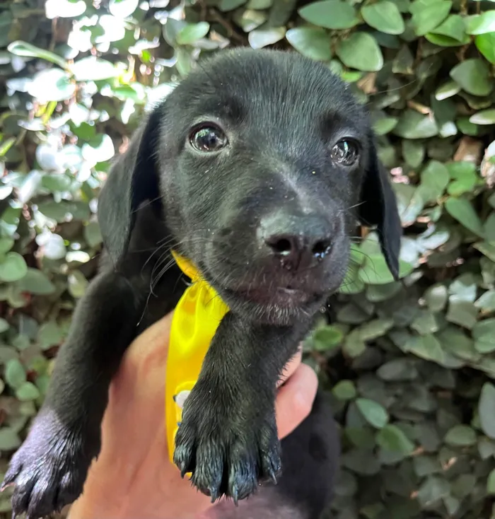 Cachorro ra a SRD-ViraLata idade 2 a 6 meses nome Miguel 