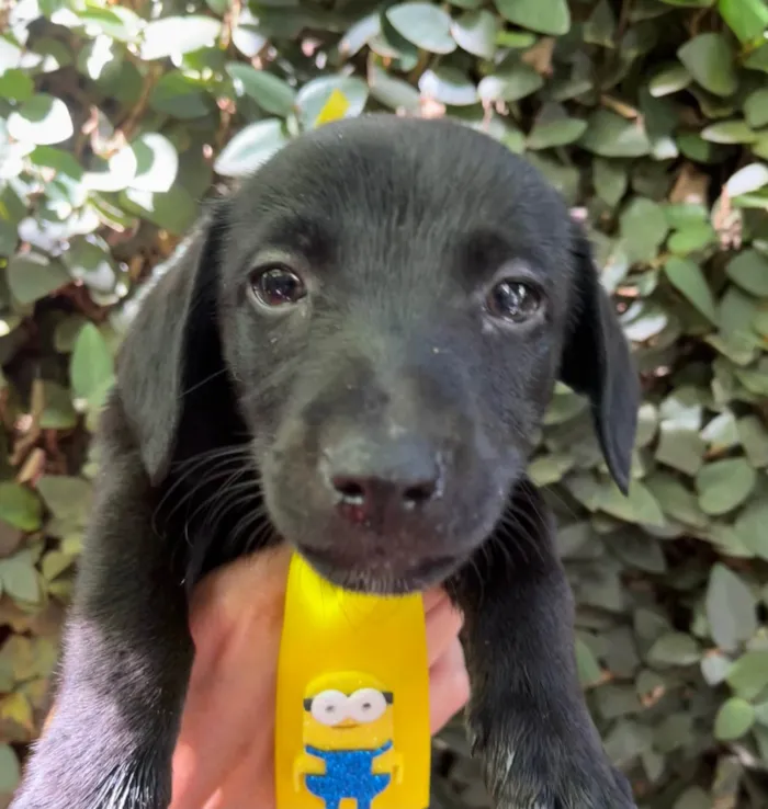 Cachorro ra a SRD-ViraLata idade 2 a 6 meses nome Miguel 