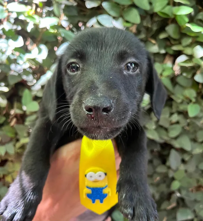 Cachorro ra a SRD-ViraLata idade 2 a 6 meses nome Miguel 