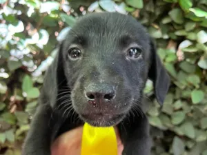 Cachorro raça SRD-ViraLata idade 2 a 6 meses nome Miguel 