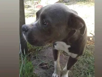 Cachorro raça Pit-Bull idade 1 ano nome Baruk 