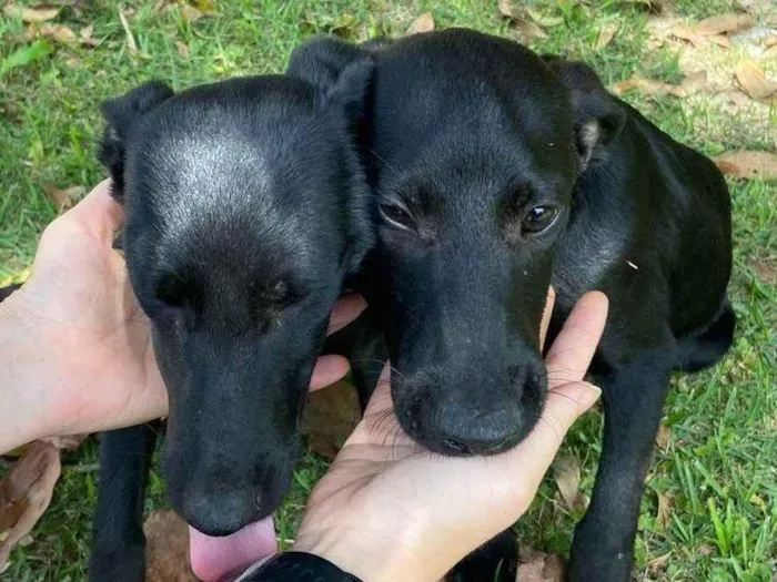 Cachorro ra a SRD-ViraLata idade 2 a 6 meses nome Sem nome