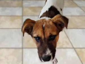 Cachorro raça SRD-ViraLata idade 2 a 6 meses nome Max