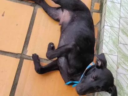 Cachorro raça SRD-ViraLata idade 2 a 6 meses nome Sem nome 