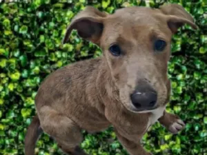 Cachorro raça SRD-ViraLata idade 2 a 6 meses nome Anne