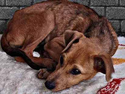 Cachorro raça SRD-ViraLata idade 2 a 6 meses nome Stacy