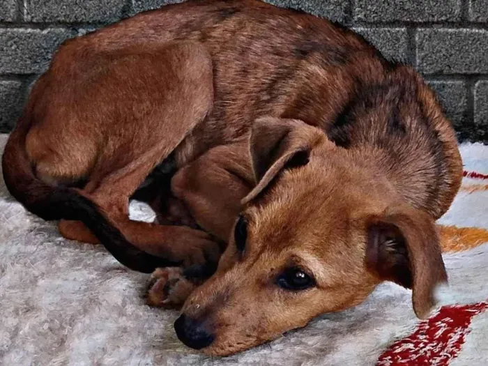 Cachorro ra a SRD-ViraLata idade 2 a 6 meses nome Stacy