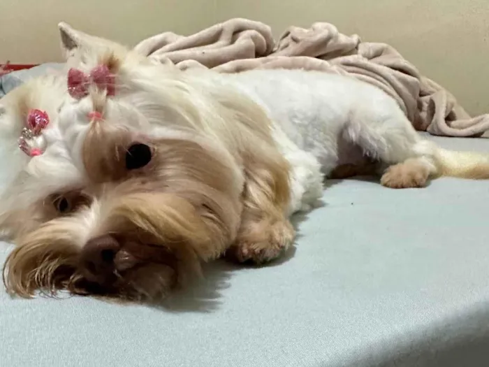 Cachorro ra a Maltês idade 1 ano nome Mit