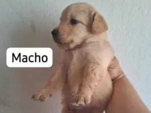 Cachorro raça Labrador idade Abaixo de 2 meses nome Máximos 