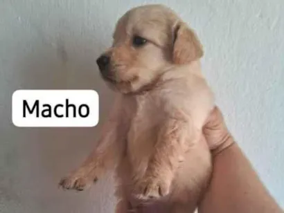 Cachorro raça Labrador idade Abaixo de 2 meses nome Máximos 