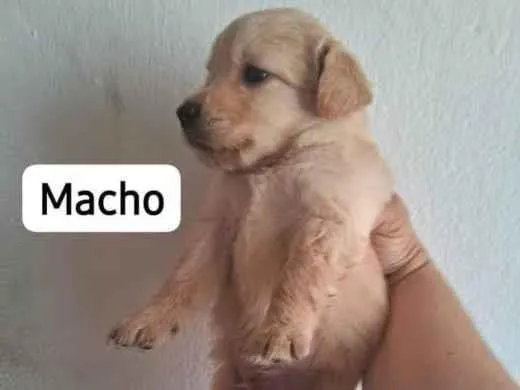 Cachorro ra a Labrador idade Abaixo de 2 meses nome Máximos 