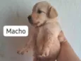Máximos