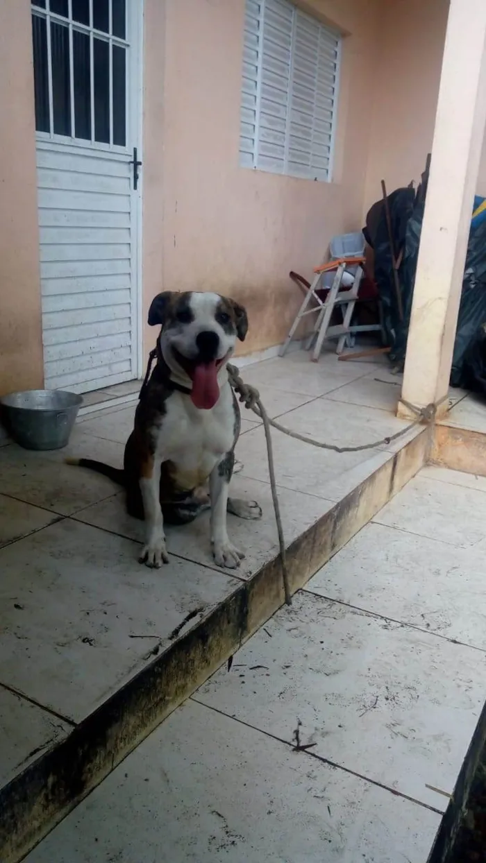 Cachorro ra a Pit-Bull idade 5 anos nome max