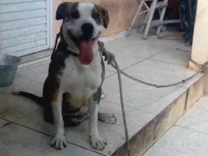 Cachorro raça Pit-Bull idade 5 anos nome max