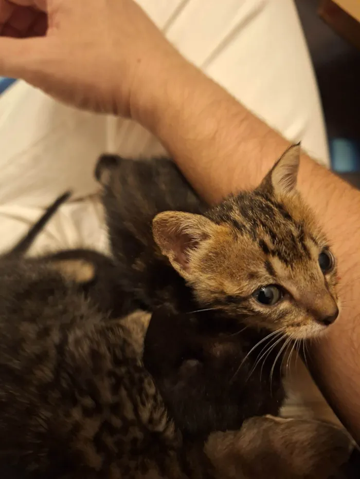 Gato ra a SRD-ViraLata idade Abaixo de 2 meses nome Irmãozinhos 