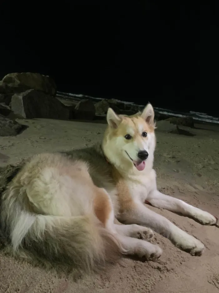 Cachorro ra a Husky Siberiano idade 2 anos nome Amora 