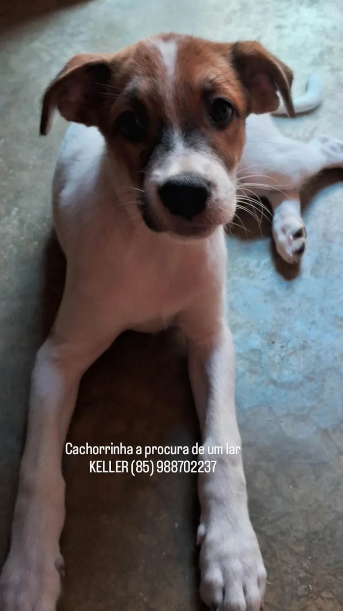 Cachorro ra a  idade  nome Filhotes