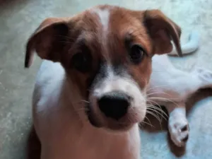 Cachorro raça  idade  nome Filhotes