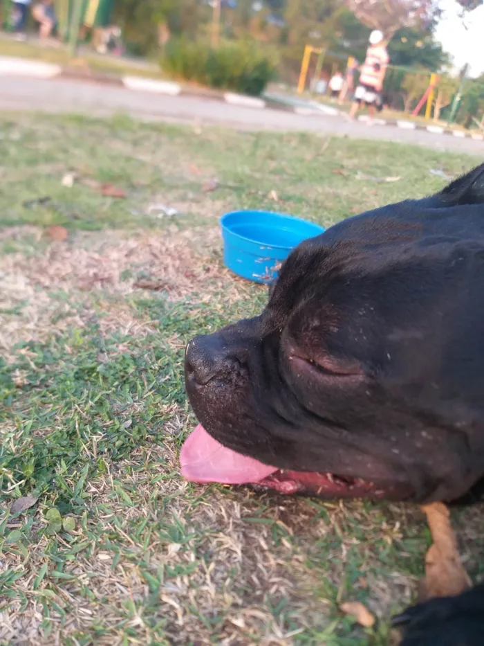 Cachorro ra a Pit-Bull idade 4 anos nome Bruce