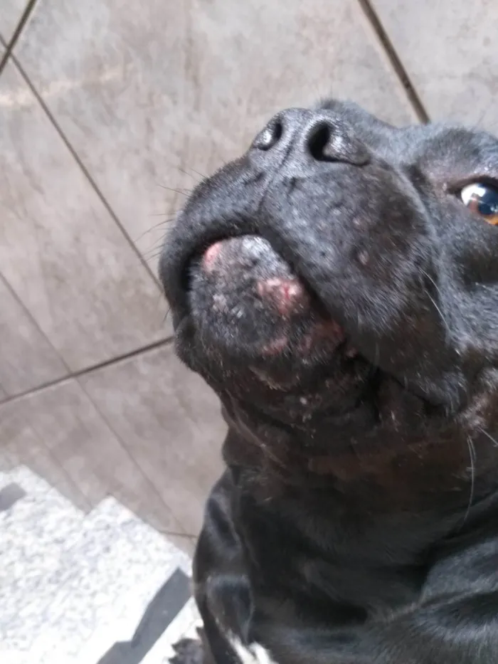 Cachorro ra a Pit-Bull idade 4 anos nome Bruce