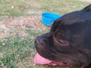 Cachorro raça Pit-Bull idade 4 anos nome Bruce