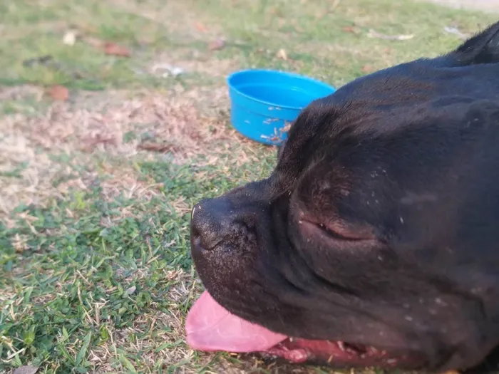 Cachorro ra a Pit-Bull idade 4 anos nome Bruce