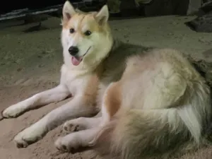 Cachorro raça Husky Siberiano idade 2 anos nome Amora 