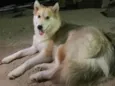 Amora