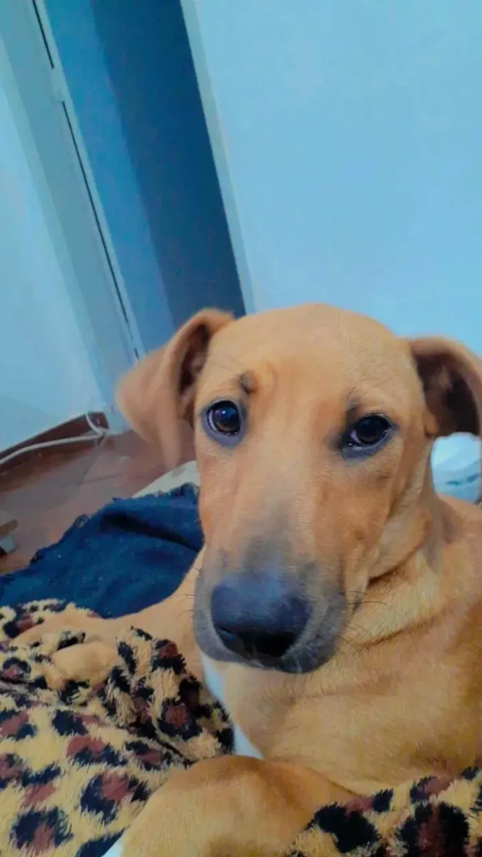 Cachorro ra a SRD-ViraLata idade 7 a 11 meses nome Zuma 