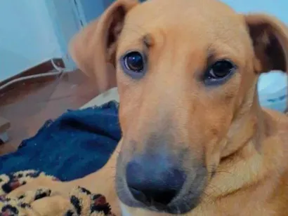 Cachorro raça SRD-ViraLata idade 7 a 11 meses nome Zuma 