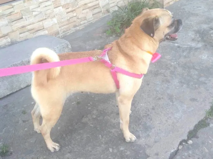 Cachorro ra a SRD-ViraLata idade 4 anos nome Dandara 