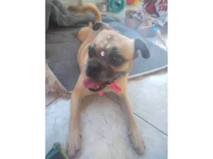 Cachorro raça SRD-ViraLata idade 4 anos nome Dandara 