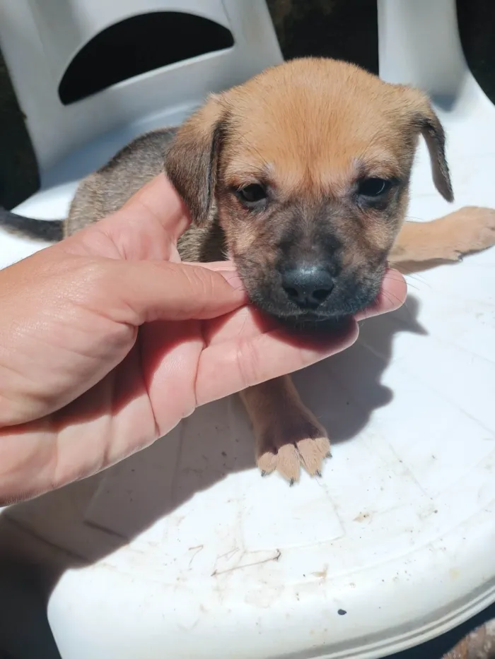 Cachorro ra a SRD-ViraLata idade Abaixo de 2 meses nome Todinho