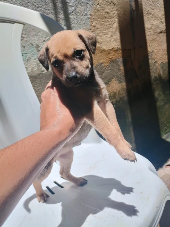 Cachorro ra a SRD-ViraLata idade Abaixo de 2 meses nome Todinho