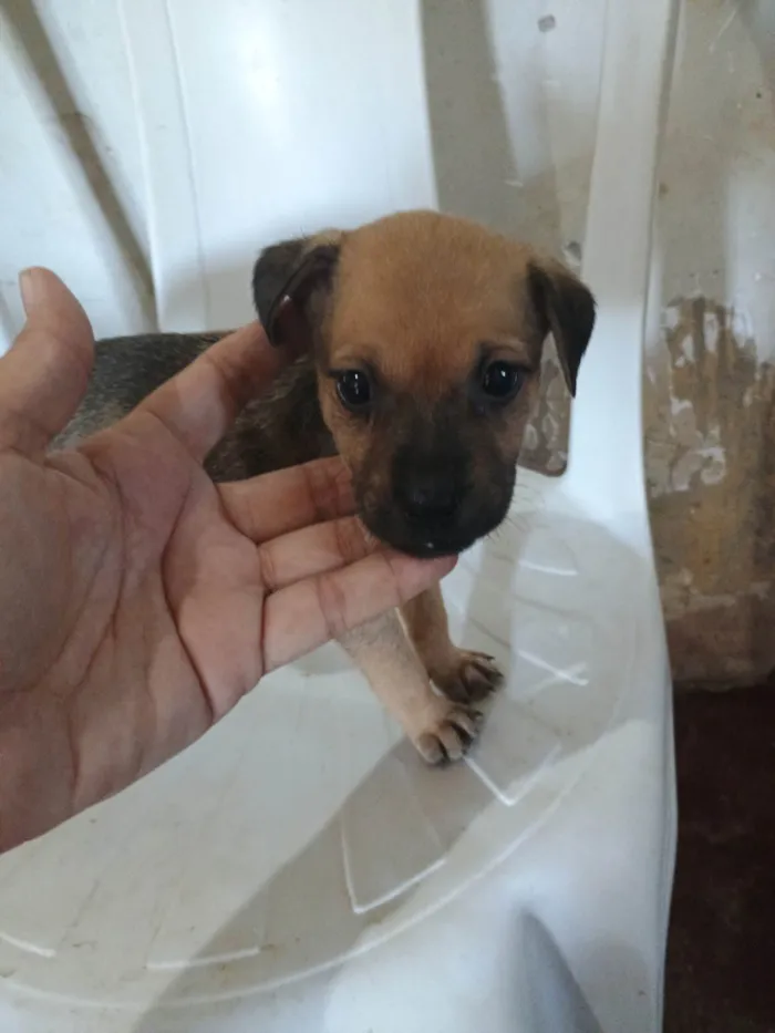 Cachorro ra a SRD-ViraLata idade Abaixo de 2 meses nome Lua 