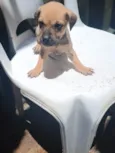 Lua