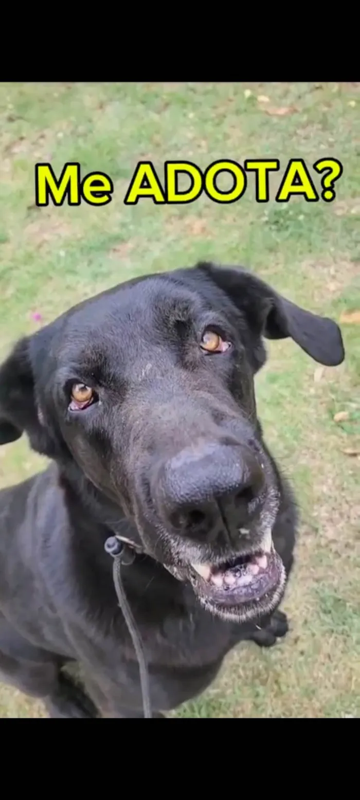 Cachorro ra a SRD-ViraLata idade 5 anos nome Dino