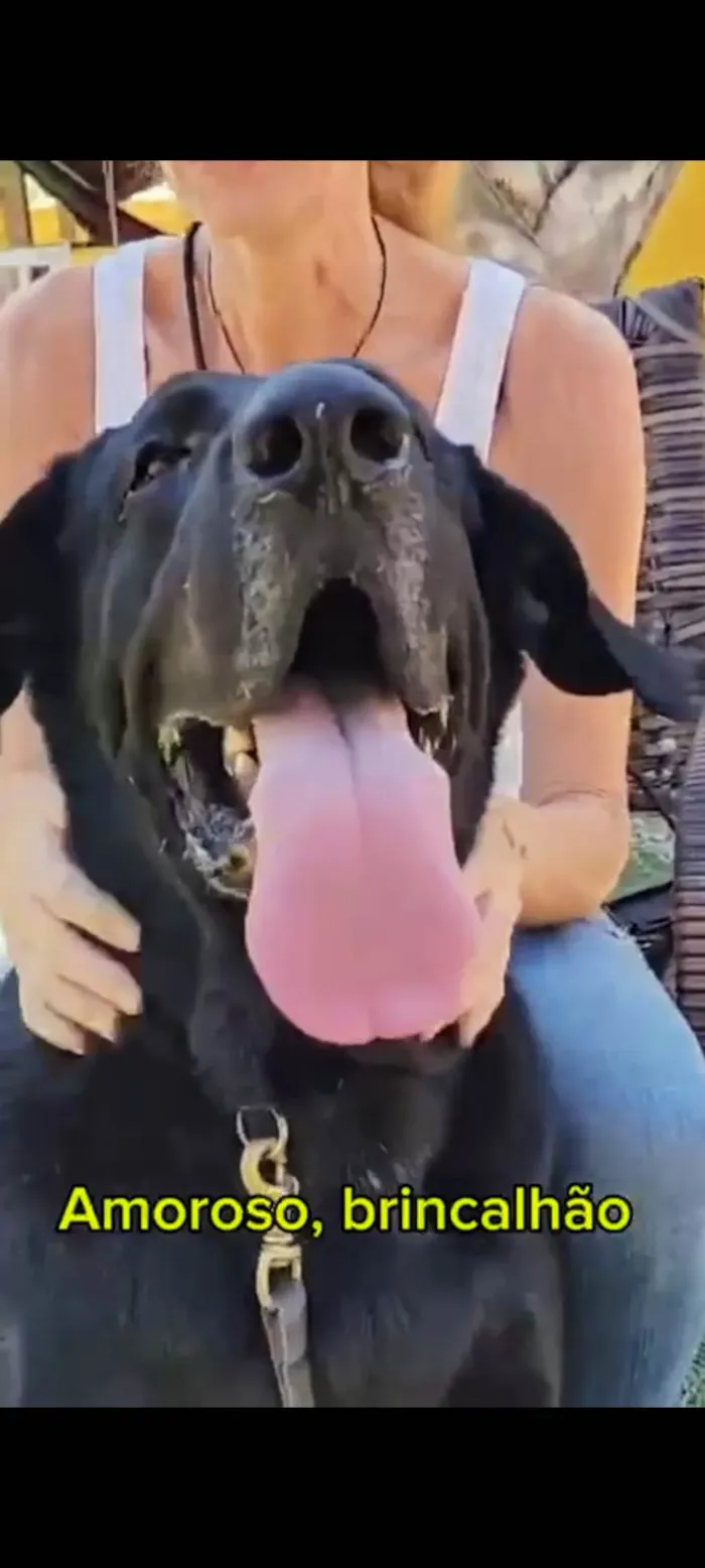 Cachorro ra a SRD-ViraLata idade 5 anos nome Dino