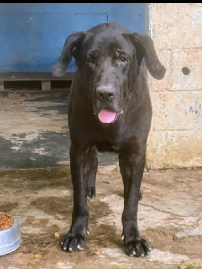 Cachorro ra a SRD-ViraLata idade 5 anos nome Dino