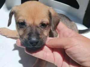 Cachorro raça SRD-ViraLata idade Abaixo de 2 meses nome Todinho