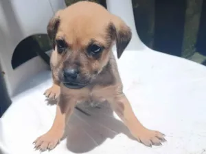 Cachorro raça SRD-ViraLata idade Abaixo de 2 meses nome Lua 