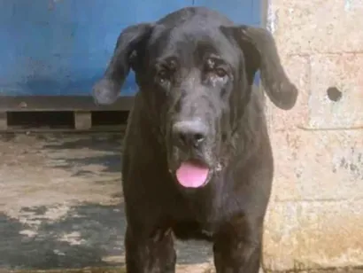 Cachorro raça SRD-ViraLata idade 5 anos nome Dino