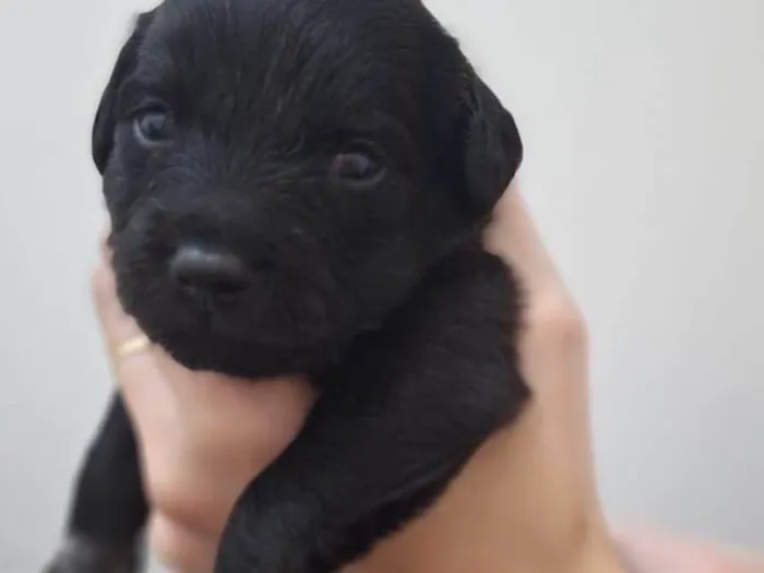 Cachorro ra a SRD-ViraLata idade Abaixo de 2 meses nome Filhotinhos 