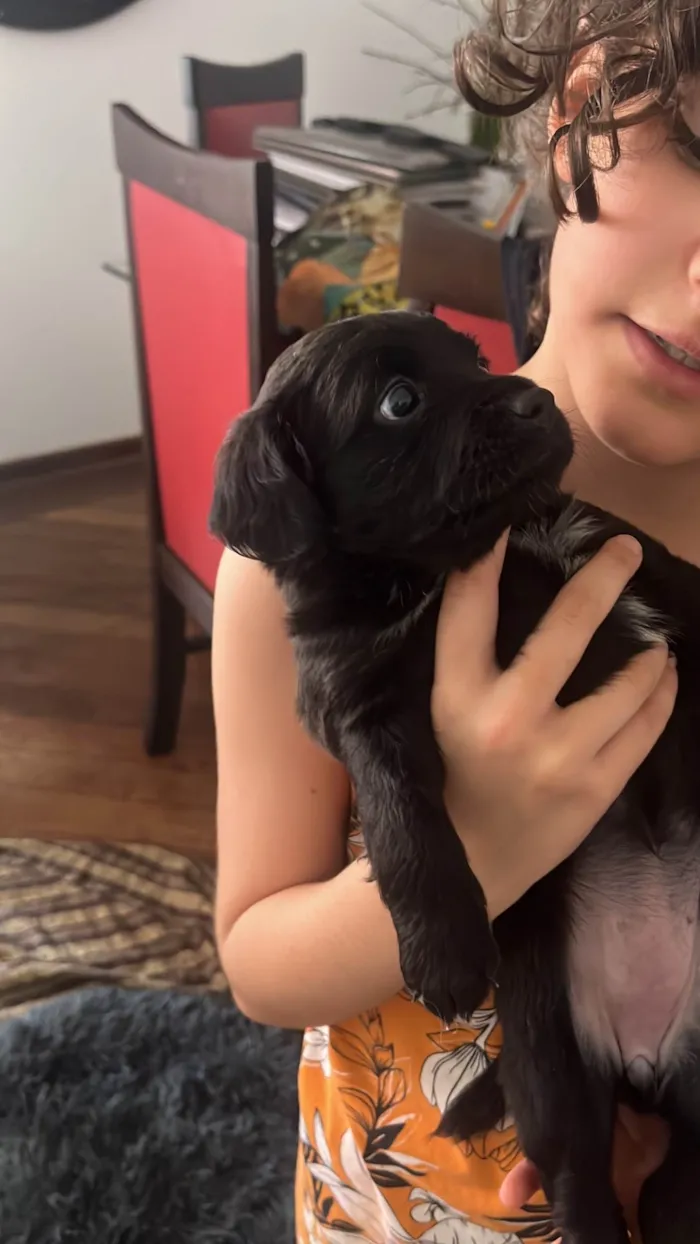 Cachorro ra a SRD-ViraLata idade Abaixo de 2 meses nome Filhotinhos 