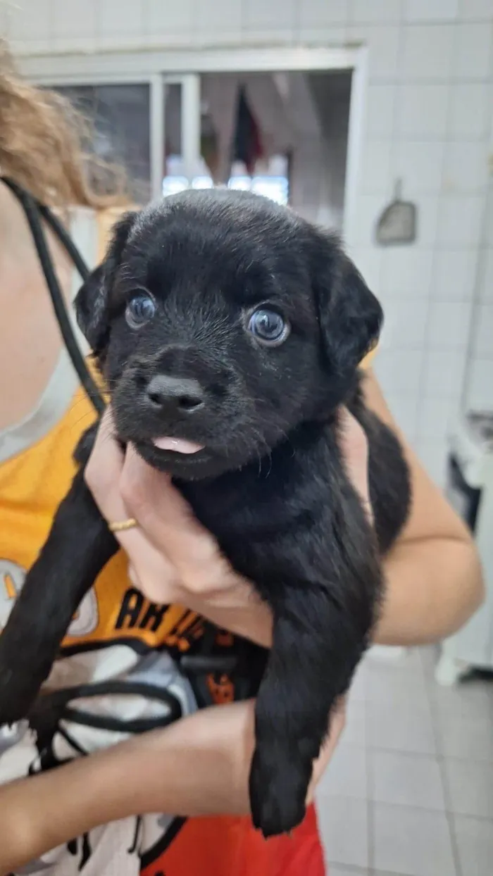 Cachorro ra a SRD-ViraLata idade Abaixo de 2 meses nome Filhotinhos 