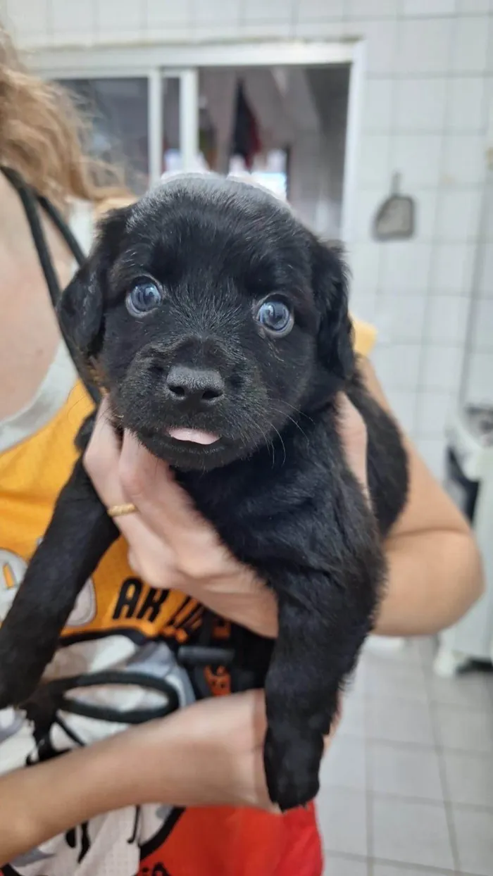 Cachorro ra a SRD-ViraLata idade Abaixo de 2 meses nome Filhotinhos 