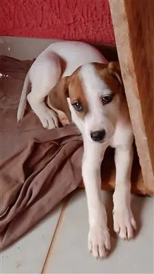 Cachorro raça SRD-ViraLata idade 2 a 6 meses nome Bibys