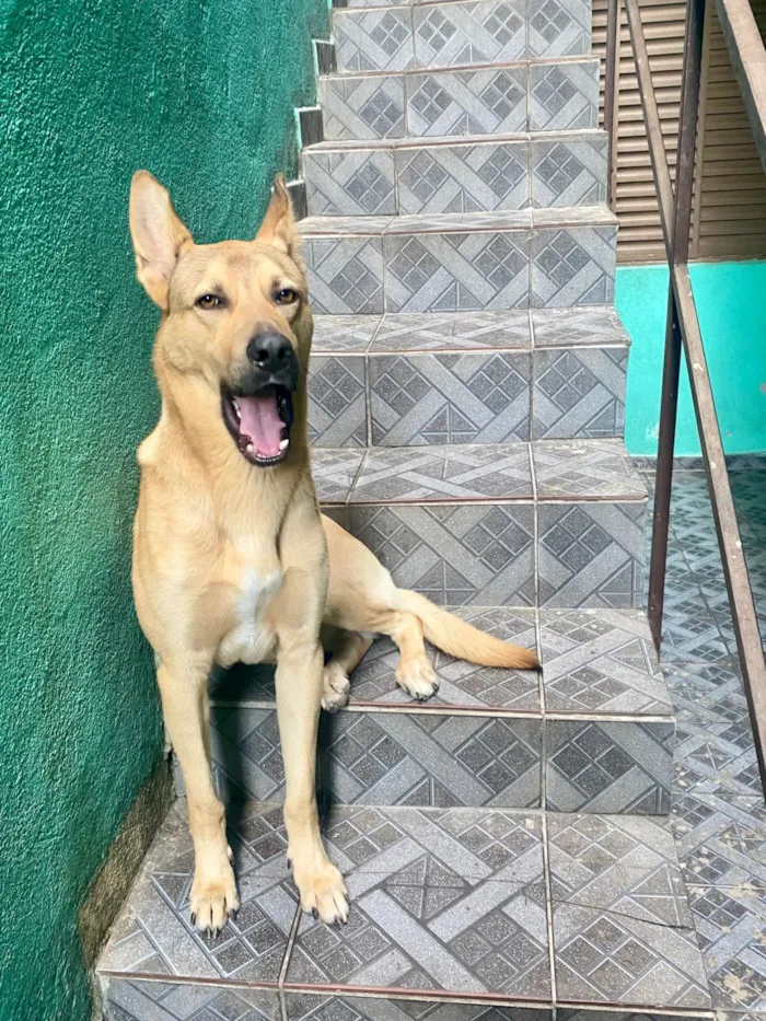 Cachorro ra a SRD-ViraLata idade 2 a 6 meses nome Bolota