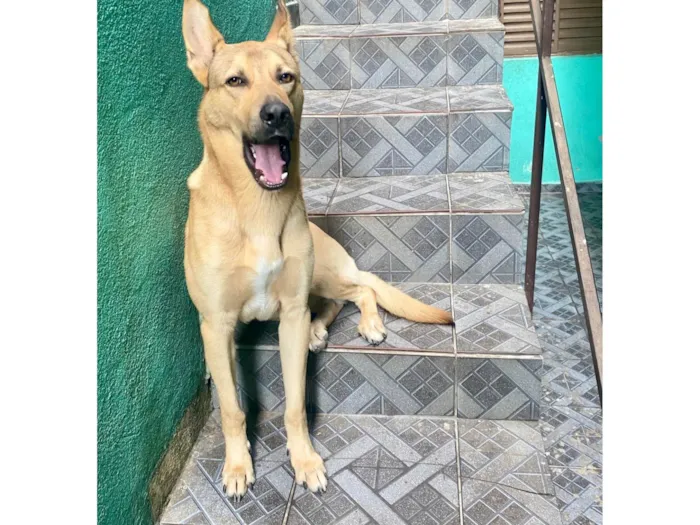 Cachorro ra a SRD-ViraLata idade 2 a 6 meses nome Bolota